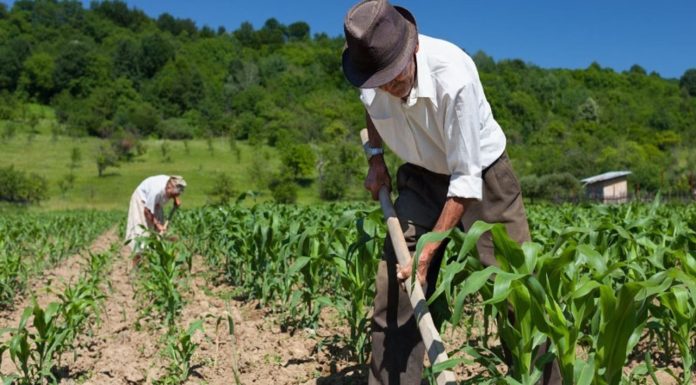 Prefeitura de Petrolina iniciará entrega de boletos do Garantia-Safra nesta quarta-feira