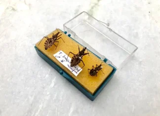 Doença de Chagas: Prefeitura explica sobre funcionamento do programa de prevenção da doença em Petrolina