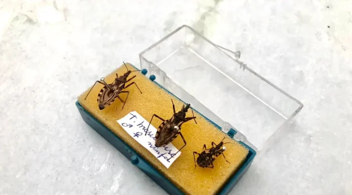 Doença de Chagas: Prefeitura explica sobre funcionamento do programa de prevenção da doença em Petrolina