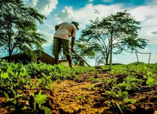 Agricultores familiares começam a receber Garantia-Safra 2022/2023 em Petrolina