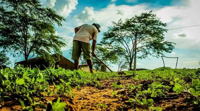 Agricultores familiares começam a receber Garantia-Safra 2022/2023 em Petrolina