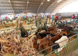 Prefeitura de Petrolina confirma 12ª ExpoRajada entre os dias 24 a 27 abril