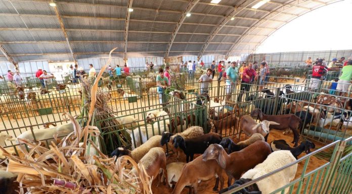 Prefeitura de Petrolina confirma 12ª ExpoRajada entre os dias 24 a 27 abril