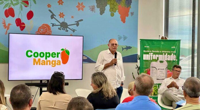 Produtores vão criar primeira cooperativa de manga do Vale do São Francisco