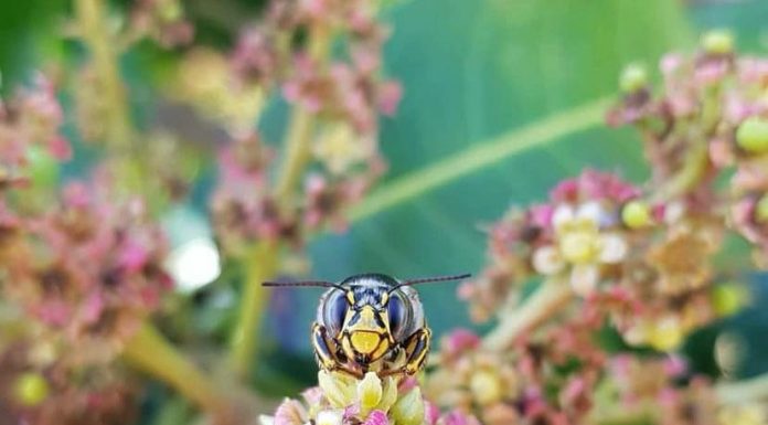 Projeto pernambucano inovador usará abelhas como bioinsumo para impulsionar produção agrícola no semiárido