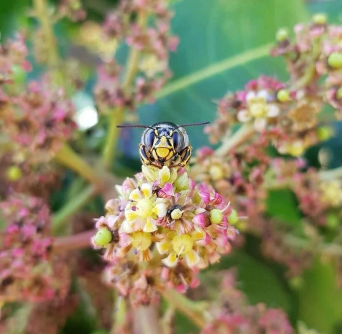 Projeto pernambucano inovador usará abelhas como bioinsumo para impulsionar produção agrícola no semiárido