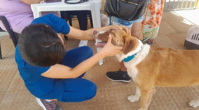 Prefeitura prepara cães e gatos para castração durante Bora Petrolina