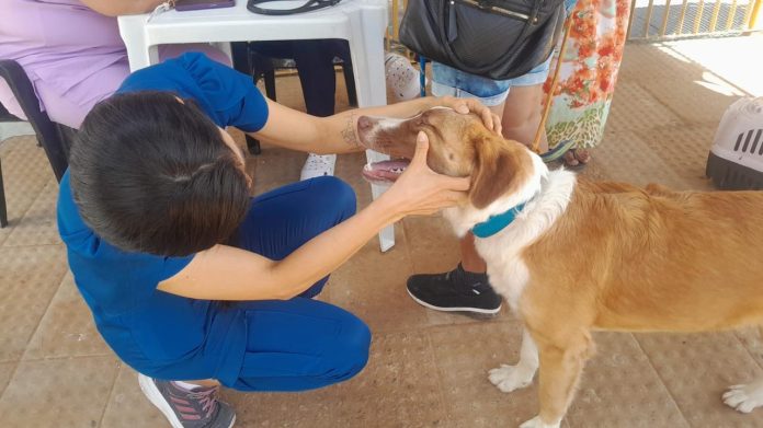 Prefeitura prepara cães e gatos para castração durante Bora Petrolina