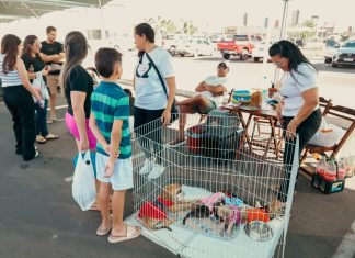 Feira de adoção de animais proporcionar novos lares para cães e gatos de Petrolina