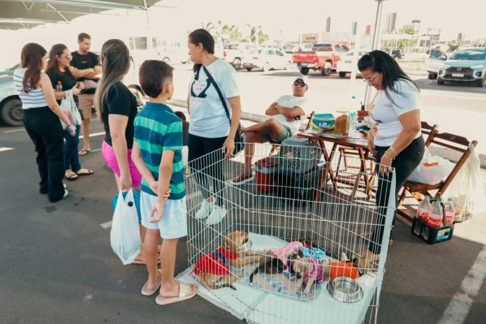 Feira de adoção de animais proporcionar novos lares para cães e gatos de Petrolina