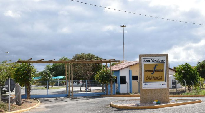 Funcionamento do Museu de Fauna da Caatinga será ajustado durante recesso e realização do ‘Ceminha Verão 2026’