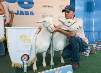 ExpoRajada 2026: Exposição de Caprinos e Ovinos de Rajada, já tem data definida; Confira