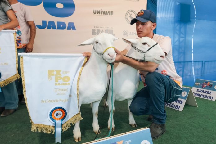ExpoRajada 2026: Exposição de Caprinos e Ovinos de Rajada, já tem data definida; Confira