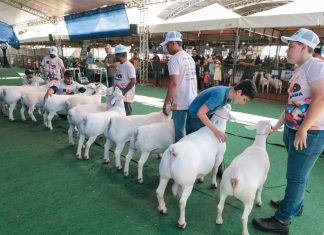 ExpoRajada terá estrutura ampliada e Leilão de Animais pela primeira vez