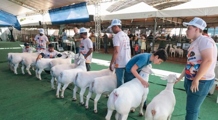ExpoRajada terá estrutura ampliada e Leilão de Animais pela primeira vez