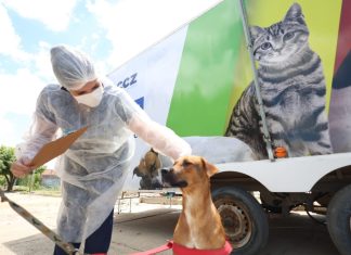 Abril Laranja: Prefeitura de Petrolina reforça combate aos maus-tratos contra animais