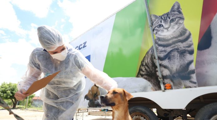 Abril Laranja: Prefeitura de Petrolina reforça combate aos maus-tratos contra animais