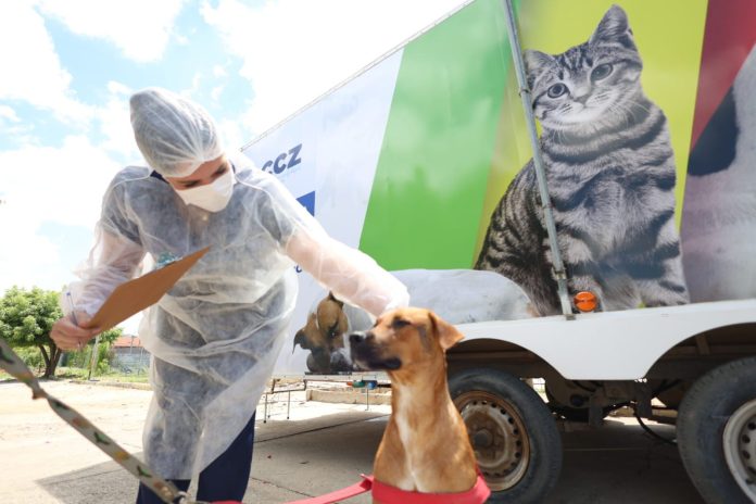 Abril Laranja: Prefeitura de Petrolina reforça combate aos maus-tratos contra animais