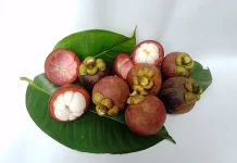 Fruta eleita a mais saborosa do mundo pelo TasteAtlas é cultivada no Brasil e tem propriedades medicinais