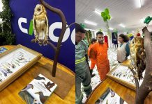 Exposição do Cemafauna Caatinga aproxima público da biodiversidade da Caatinga em Santaluz na Bahia Exposição do Cemafauna Caatinga aproxima público da biodiversidade da Caatinga em Santaluz na Bahia
