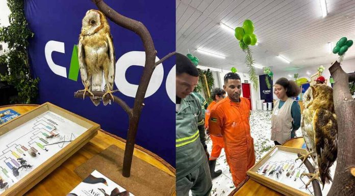 Exposição do Cemafauna Caatinga aproxima público da biodiversidade da Caatinga em Santaluz na Bahia Exposição do Cemafauna Caatinga aproxima público da biodiversidade da Caatinga em Santaluz na Bahia