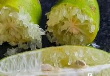 SP registra primeira variedade brasileira do limão caviar, fruta que pode atingir R$ 1,2 mil o quilo