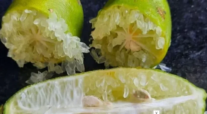 SP registra primeira variedade brasileira do limão caviar, fruta que pode atingir R$ 1,2 mil o quilo