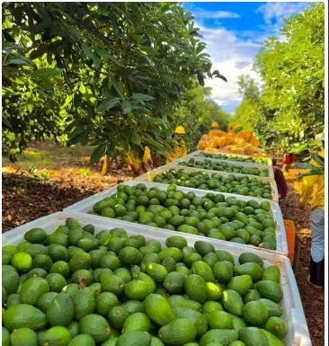 Tradição japonesa traz excelência à avocado hass made in Brazil