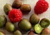Um minikiwi satisfaz muita gente: frutas em miniatura conquistam produtores e consumidores