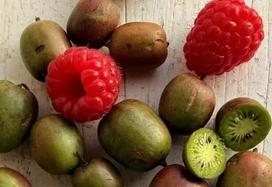 Um minikiwi satisfaz muita gente: frutas em miniatura conquistam produtores e consumidores