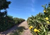 Tecnologias impulsionam a fruticultura na Zona da Mata mineira