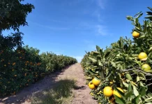 Tecnologias impulsionam a fruticultura na Zona da Mata mineira