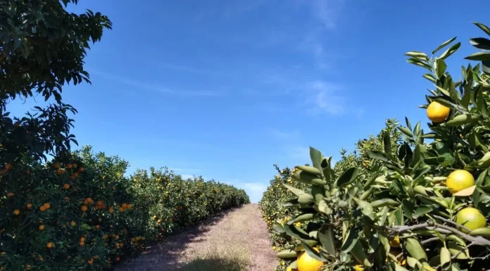 Tecnologias impulsionam a fruticultura na Zona da Mata mineira