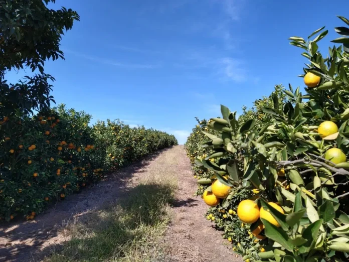 laranja.jpeg