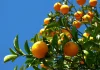 Fruticultura é aposta para diversificar a renda de produtores da Zona da Mata