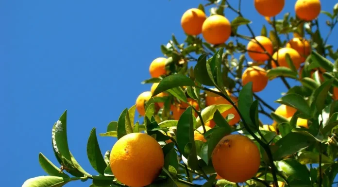 Fruticultura é aposta para diversificar a renda de produtores da Zona da Mata