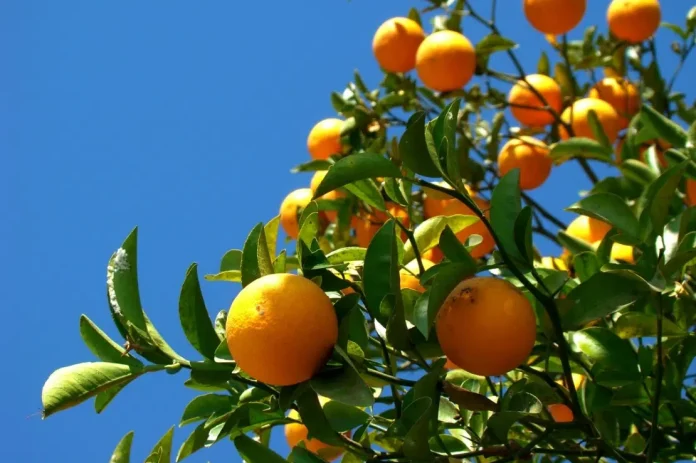 laranja_0.jpg
