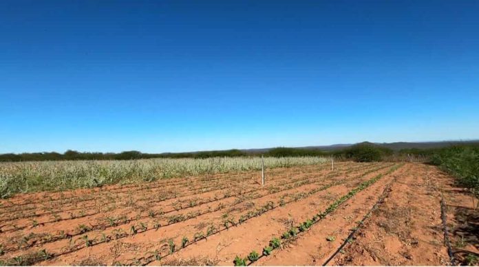 Prefeitura de Petrolina mantém programas de incentivo à agricultura familiar no município