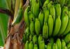 Fruticultura em Minas: Zona da Mata impulsiona a produção de frutas; conheça os principais municípios produtores