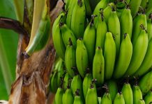 Fruticultura em Minas: Zona da Mata impulsiona a produção de frutas; conheça os principais municípios produtores