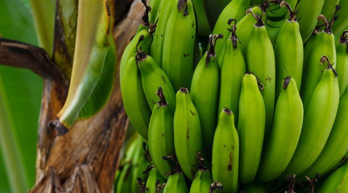 Fruticultura em Minas: Zona da Mata impulsiona a produção de frutas; conheça os principais municípios produtores