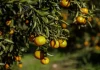 Como os agricultores enfrentam o frio rigoroso e garantem frutas mais doces e hortaliças durante o ano todo nas mesas da Serra