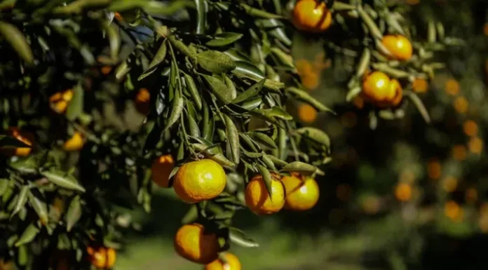 Como os agricultores enfrentam o frio rigoroso e garantem frutas mais doces e hortaliças durante o ano todo nas mesas da Serra