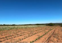Prefeitura de Petrolina mantém programas de incentivo à agricultura familiar no município