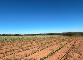 Prefeitura de Petrolina mantém programas de incentivo à agricultura familiar no município