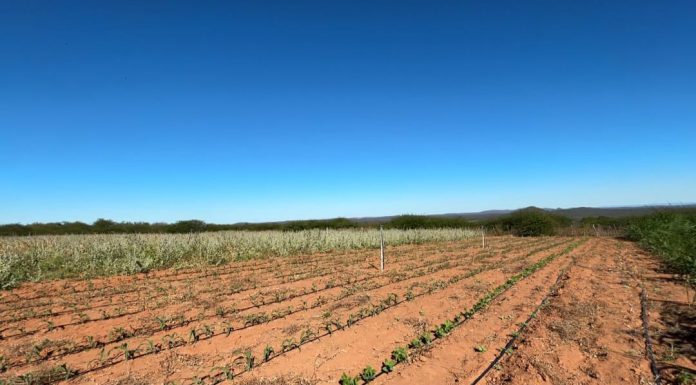 Prefeitura de Petrolina mantém programas de incentivo à agricultura familiar no município