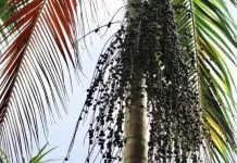 Conhece a juçara? Planta brasileira é eleita uma das melhores do mundo
