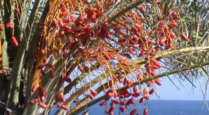Brasil pode se tornar exportador de fruta típica do Oriente Médio