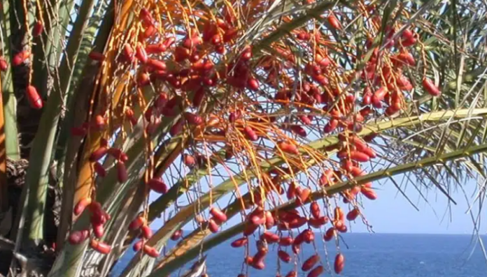fruta-exotica.png