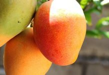 Adab intensifica em 2009 controle biológico de pragas da fruticultura
